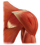 Shoulder Injury Information Shoulder Injury Information